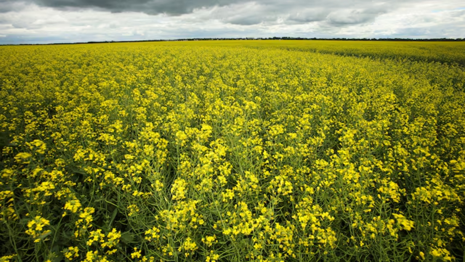 China hits Canada with anti-dumping probe on canola imports, Ottawa deeply concerned | World Auto Forum